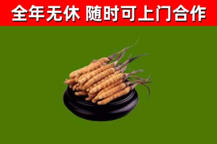 江达县回收冬虫夏草