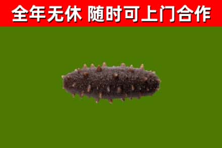 江达县回收海参干